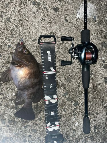 シロメバルの釣果