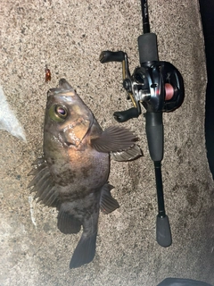 シロメバルの釣果