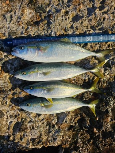 コゾクラの釣果