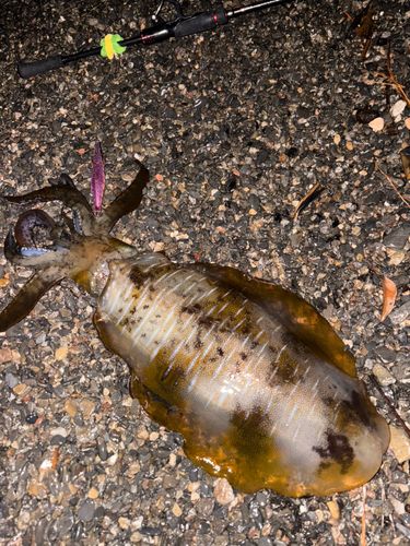 アオリイカの釣果