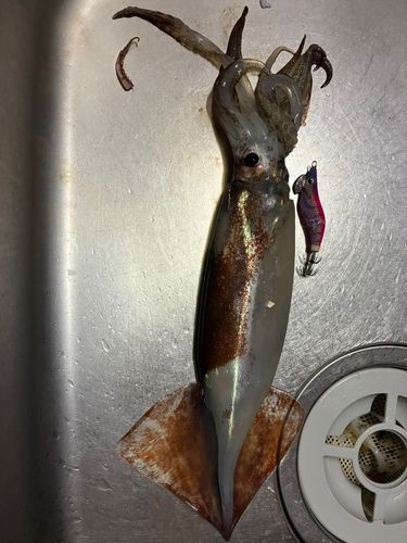 スルメイカの釣果