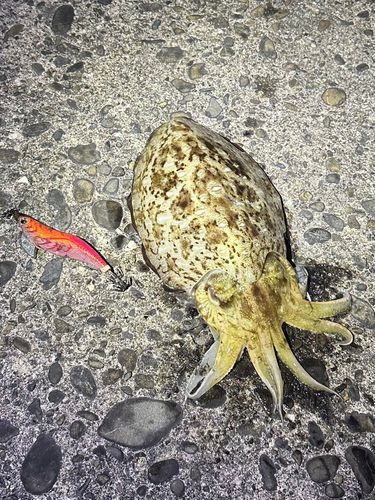 コウイカの釣果