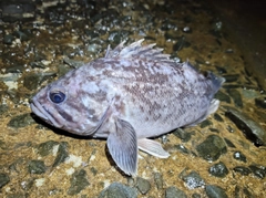 クロソイの釣果