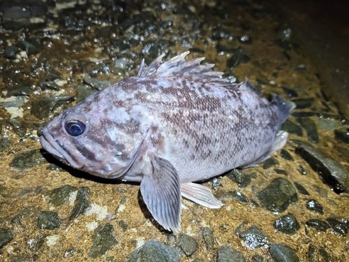 クロソイの釣果