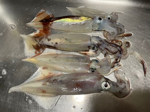 ヤリイカの釣果