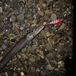 クロタチカマス