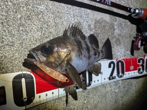 メバルの釣果