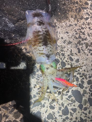 アオリイカの釣果