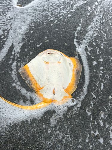 アカエイの釣果