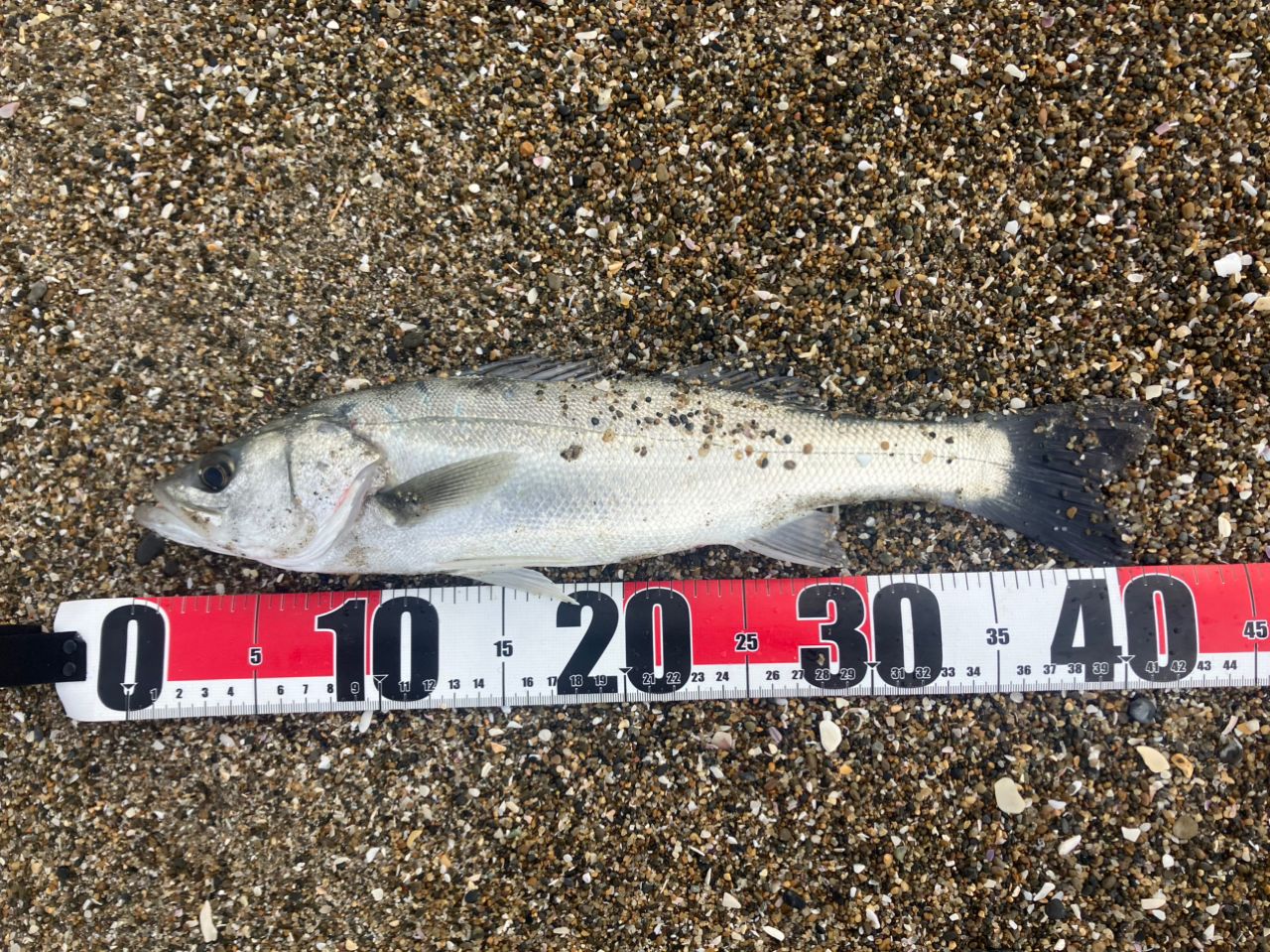 フッコ（マルスズキ）