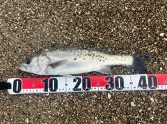 フッコ（マルスズキ）の釣果