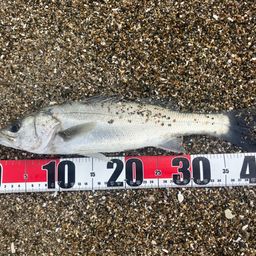 フッコ（マルスズキ）