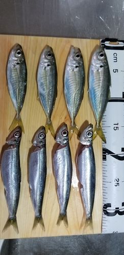 アジの釣果