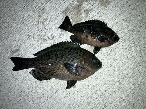 南芦屋浜ベランダ