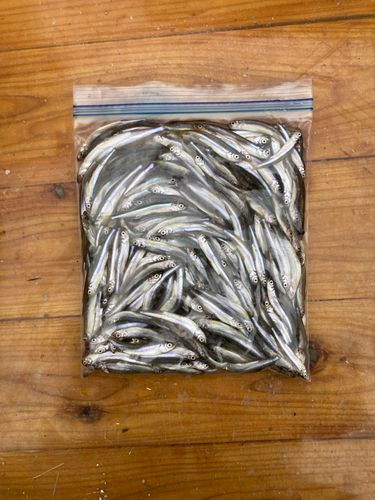 ワカサギの釣果