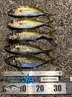マアジの釣果