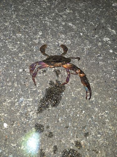 イシガニの釣果