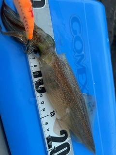 ヤリイカの釣果