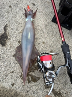 イカの釣果