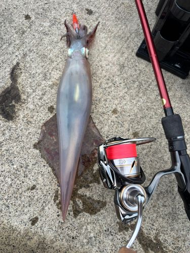 イカの釣果