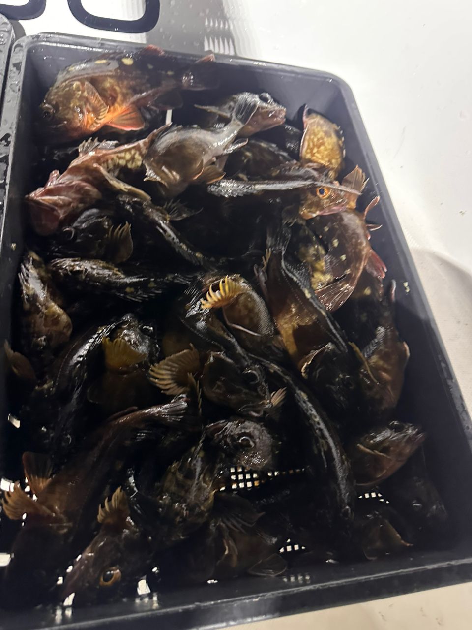 タケノコメバル