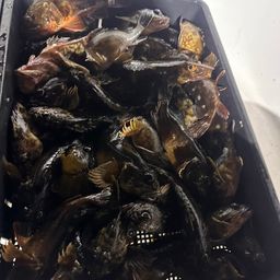 タケノコメバル