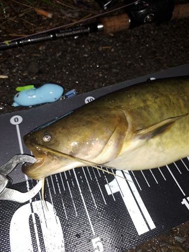 ナマズの釣果