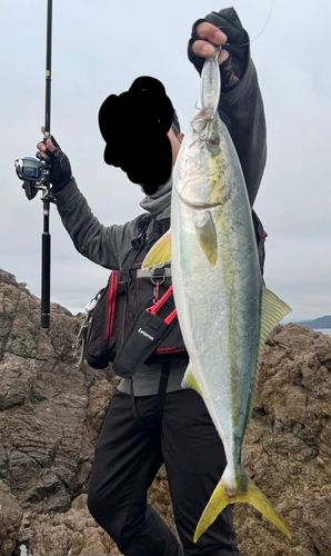 ハマチの釣果