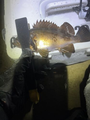 クロメバルの釣果