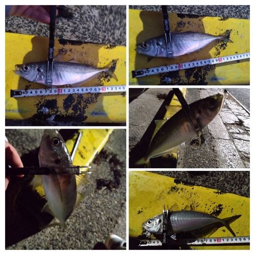 マアジの釣果