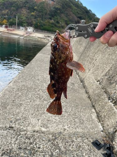 カサゴの釣果