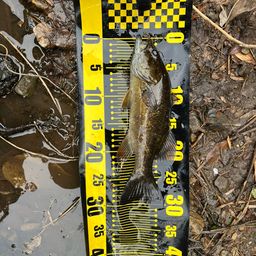 スモールマウスバス