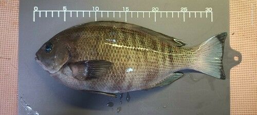 クチブトグレの釣果