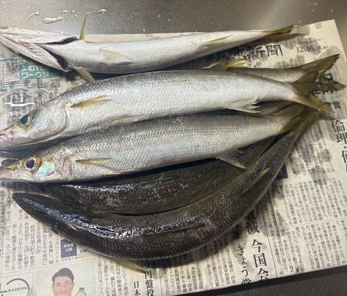 アカカマスの釣果