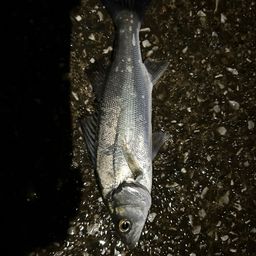 フッコ（ヒラスズキ）