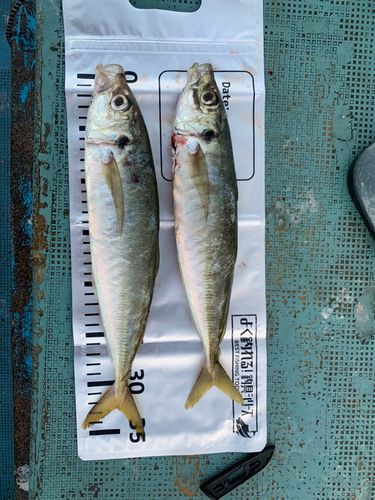 マルアジの釣果