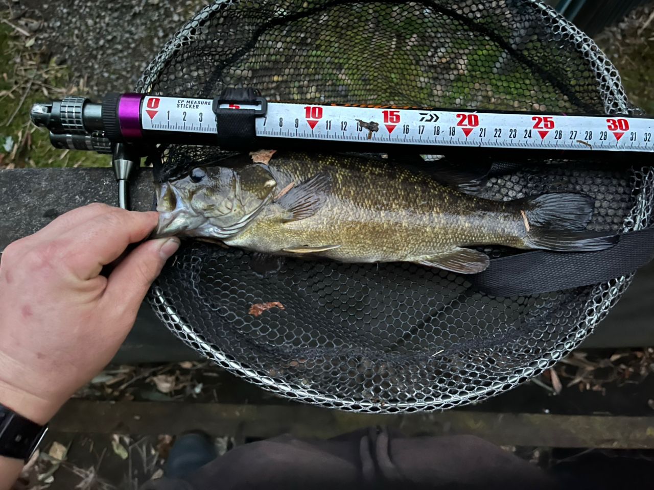 スモールマウスバス