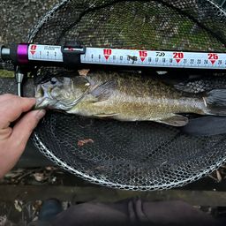 スモールマウスバス