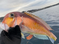 シロアマダイの釣果