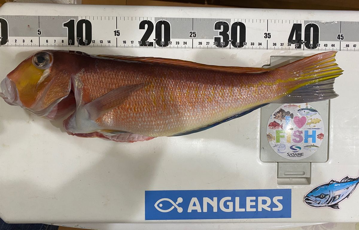 湘南のかつさんの釣果 2枚目の画像