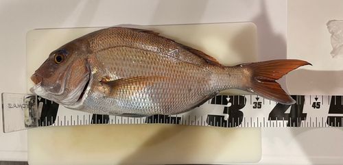 タイの釣果
