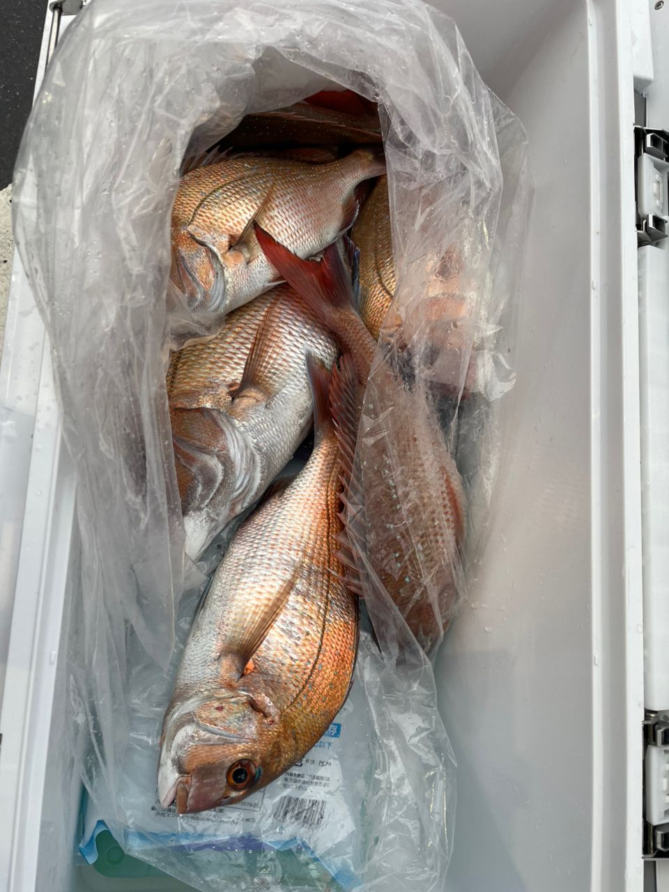 釣りパパTSSさんの釣果 2枚目の画像