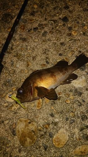 メバルの釣果