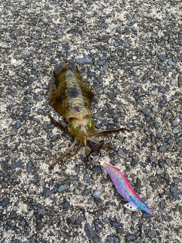 アオリイカの釣果