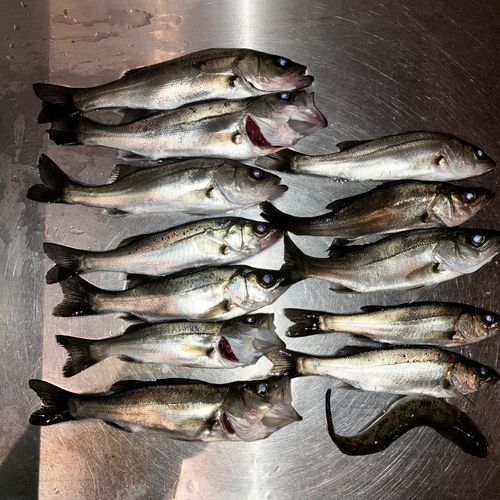 セイゴ（マルスズキ）の釣果