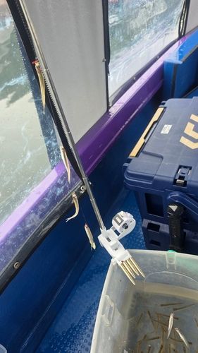 ワカサギの釣果