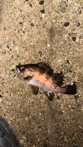 メバルの釣果