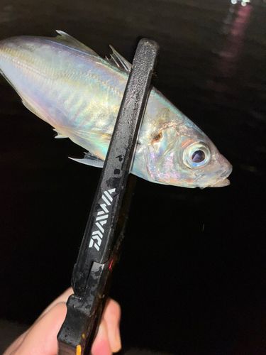 東京湾（アクアライン〜富津）