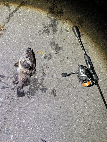 クロソイの釣果