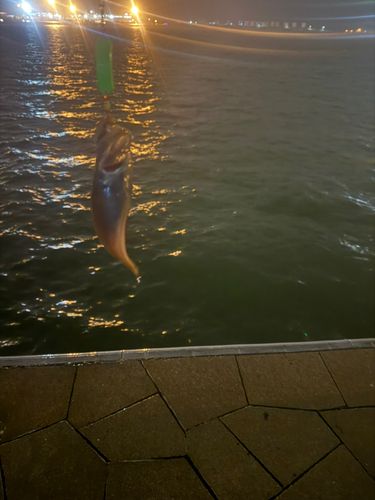 キラキラ公園（苫小牧西港）